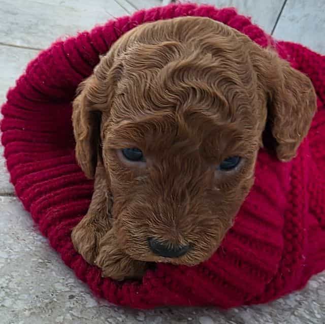 F1b miniature H - Goldendoodle Female