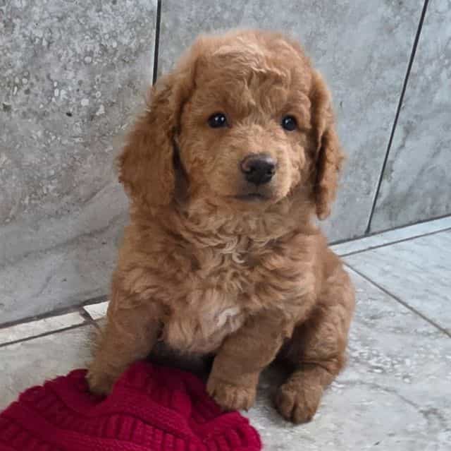 F1b miniature T - Goldendoodle Male