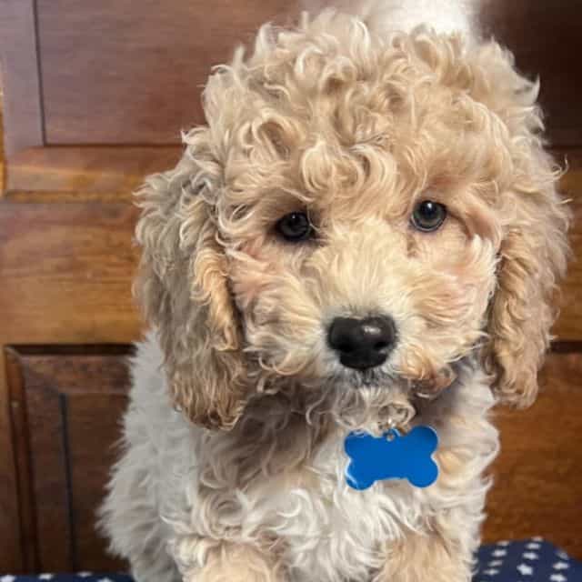 Jameson (Mini) - Goldendoodle Male