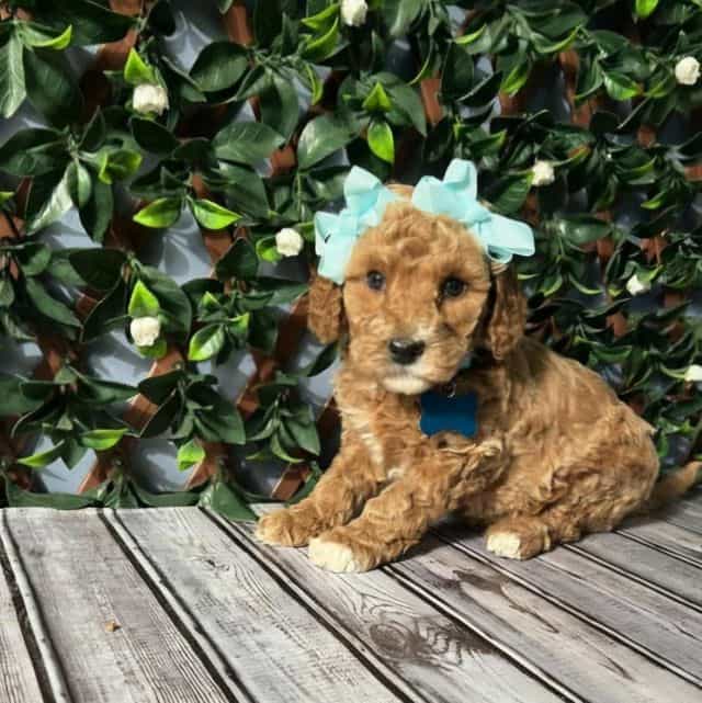 Dutchess (Mini) - Goldendoodle Female