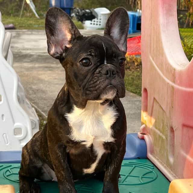 Pepper - French Bulldog Female