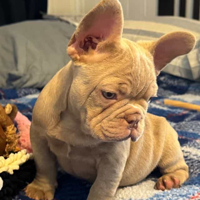 Ghoul - French Bulldog Male