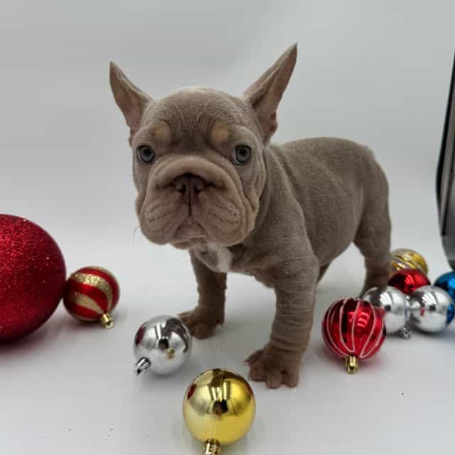 Punn - French Bulldog Male