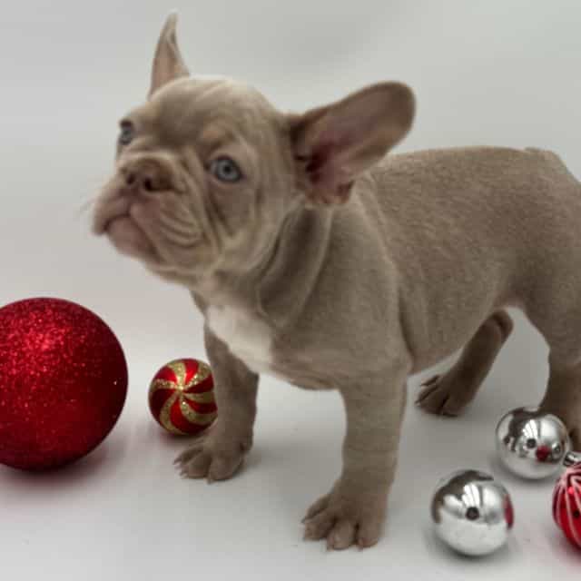 Ghost - French Bulldog Male