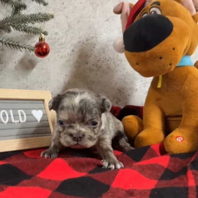 Nancy - French Bulldog Female