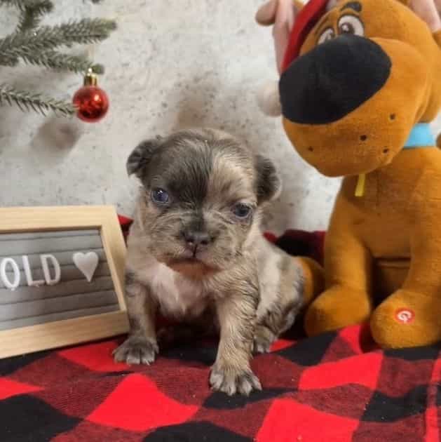 Kali - French Bulldog Female