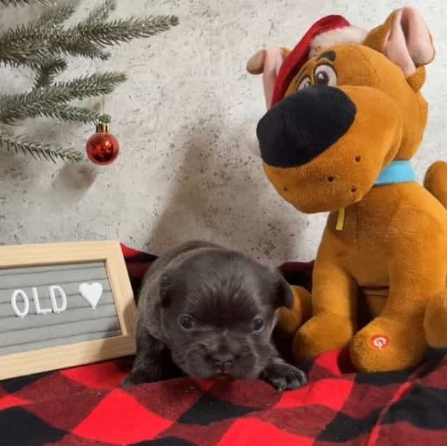 Joyce - French Bulldog Female