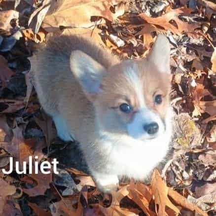 Juliet  - Pembroke Welsh Corgi Female
