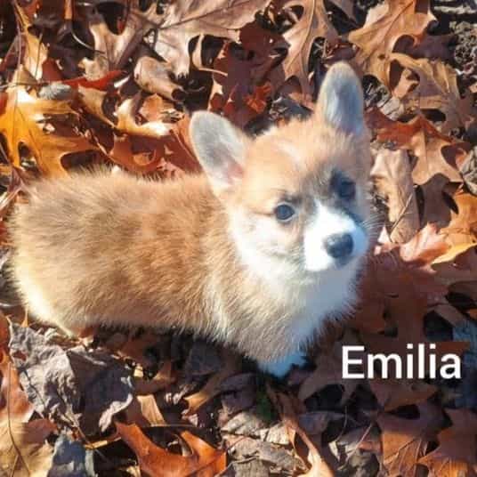 Emilia - Pembroke Welsh Corgi Female