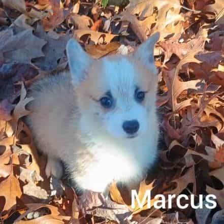 Marcus  - Pembroke Welsh Corgi Male