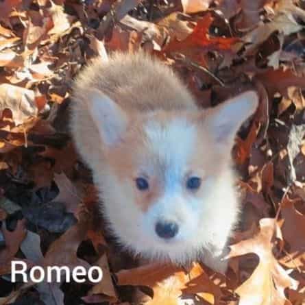 Romeo  - Pembroke Welsh Corgi Male