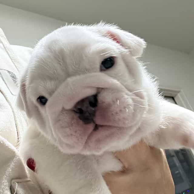 Dolly - English Bulldog Female