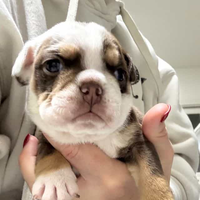 Drex - English Bulldog Male