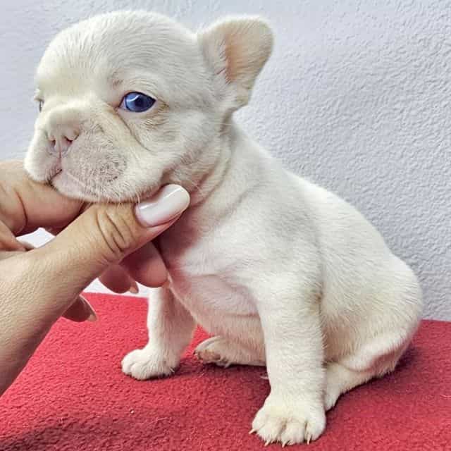 Snowflake  - French Bulldog Male