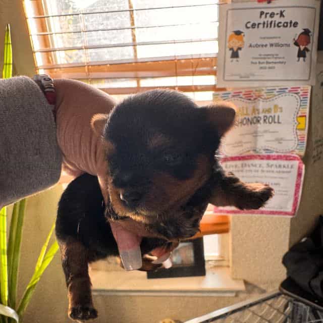 Mistletoe - Yorkshire Terrier Female