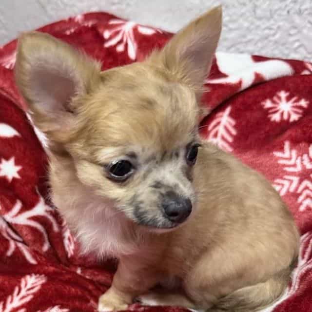 Gia - Chihuahua Female