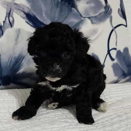 Sasha - Toy Poodle Female
