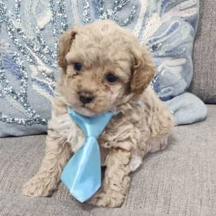 Simba - Toy Poodle Male