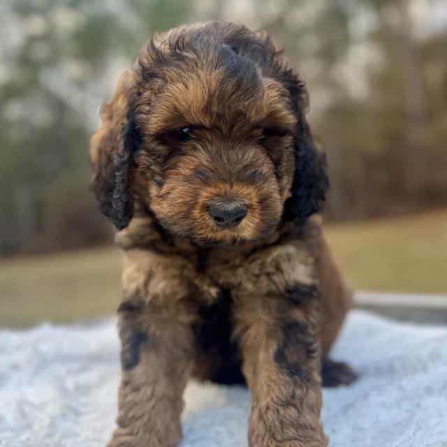 Marshall - Bernedoodle Male