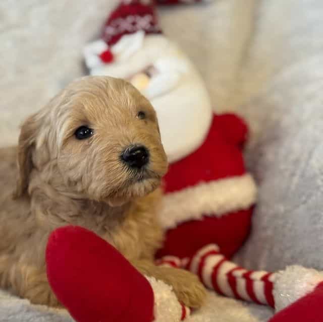 Gus - Goldendoodle Male