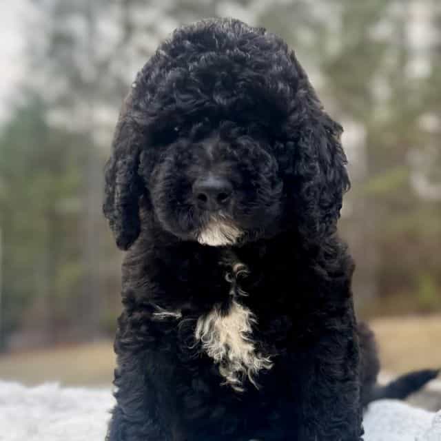Everest - Bernedoodle Female