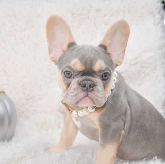 Lilac tan  - French Bulldog Female