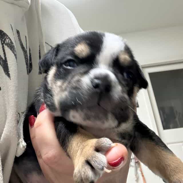 Drakkar  - English Bulldog Male