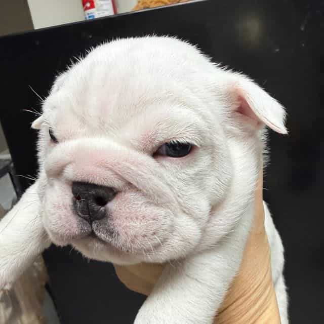 Polly - English Bulldog Female