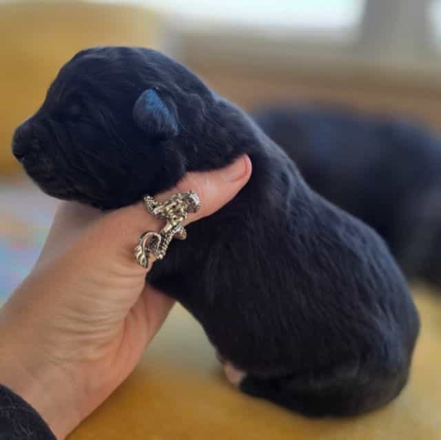 Starlight - Mudi Female