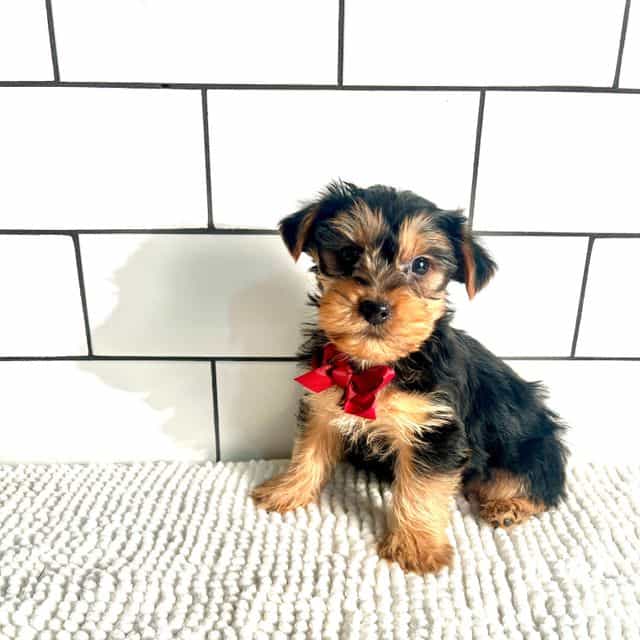 Micah - Yorkshire Terrier Male