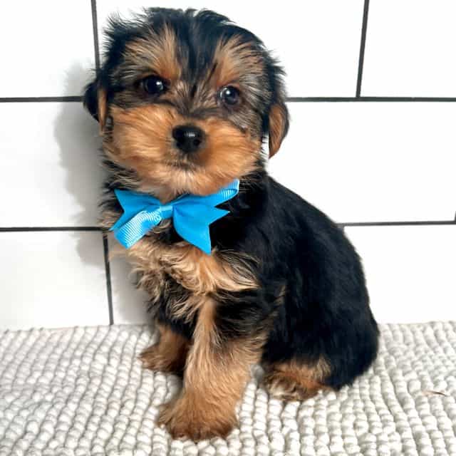 Mickey - Yorkshire Terrier Male