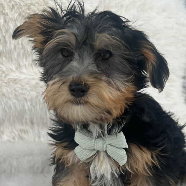 Simon - Yorkshire Terrier Male