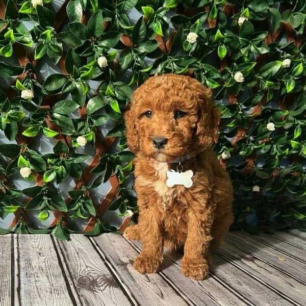 Jackson (Mini) - Goldendoodle Male