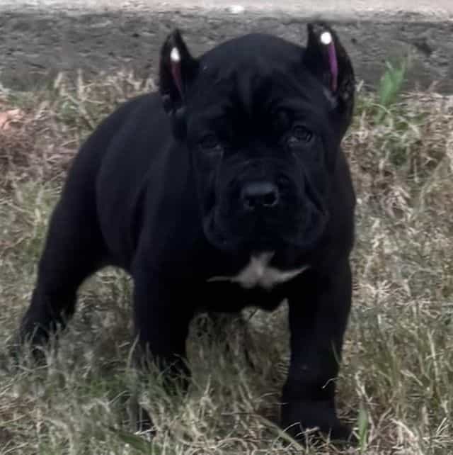 Justice - Cane Corso Male