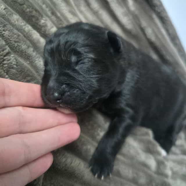 Starlight - Mudi Female