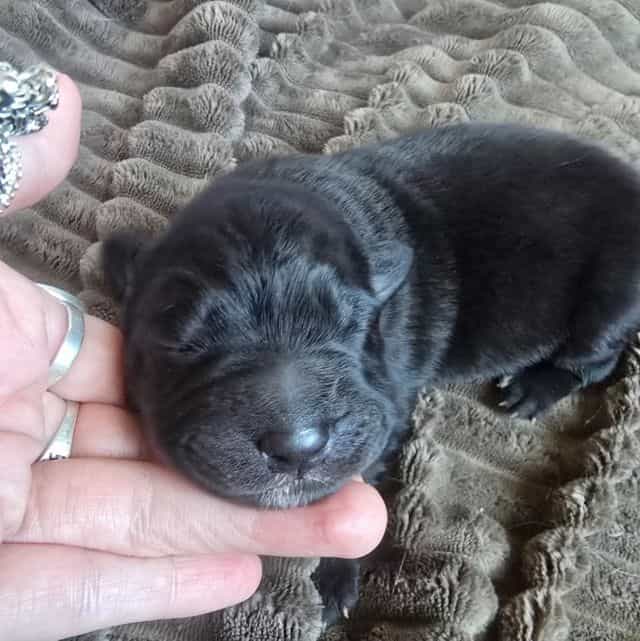 Stardust - Mudi Female