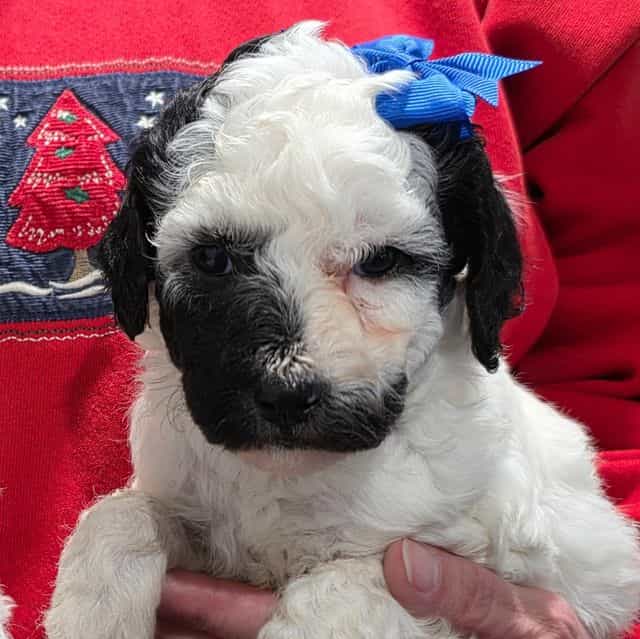 Eve-mini - Portidoodle Female