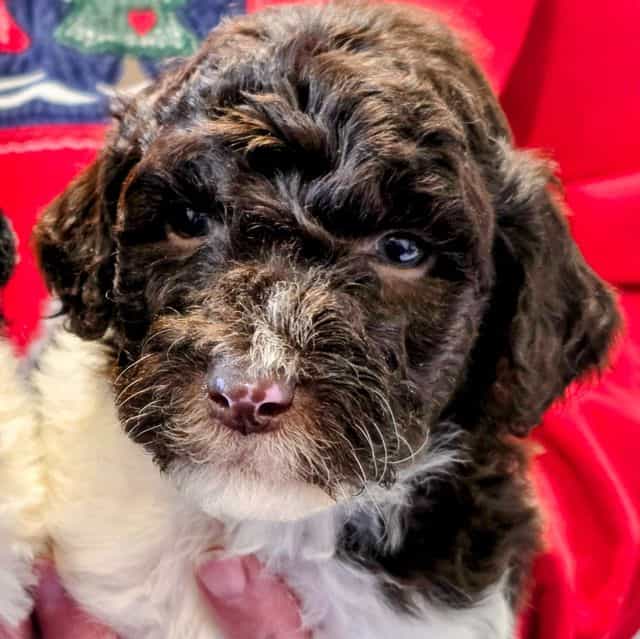 Kringle- mini - Portidoodle Male