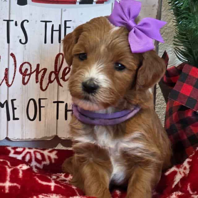 Vixen-mini - Goldendoodle Female