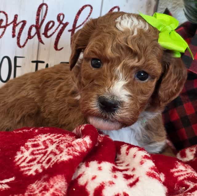 Merry-mini - Goldendoodle Female