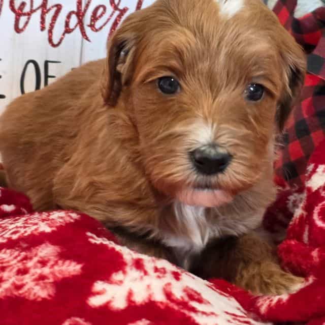 Comet-mini - Goldendoodle Male