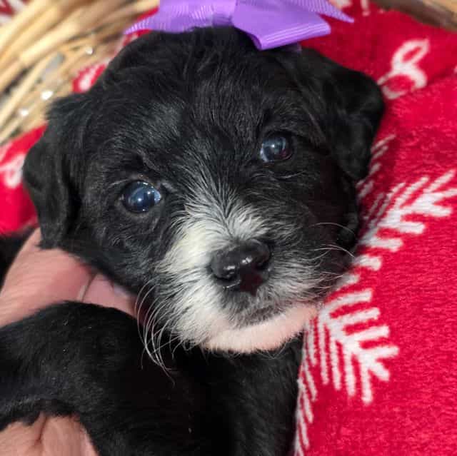 Anna- mini - Sheepadoodle Female