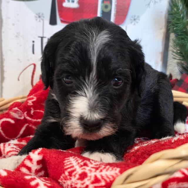 Hans-mini - Sheepadoodle Male