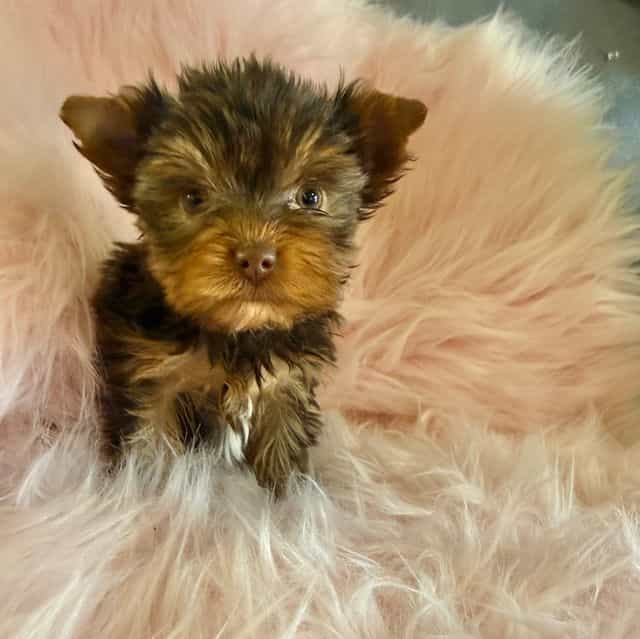 Kisses  - Yorkshire Terrier Female