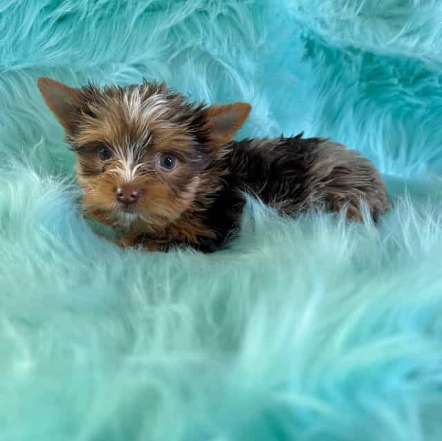 Hershey  - Yorkshire Terrier Male