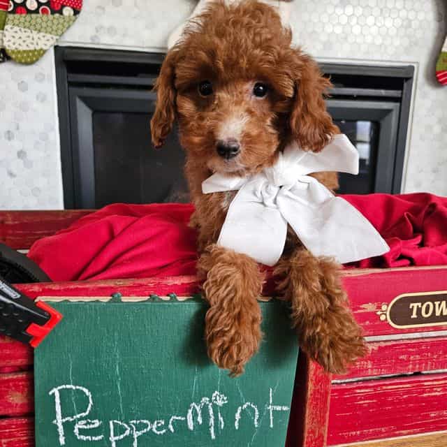 Peppermint - Cavapoo Female