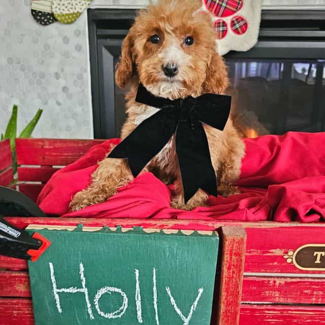 Holly - Cavapoo Female