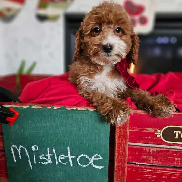 Mistletoe - Cavapoo Female