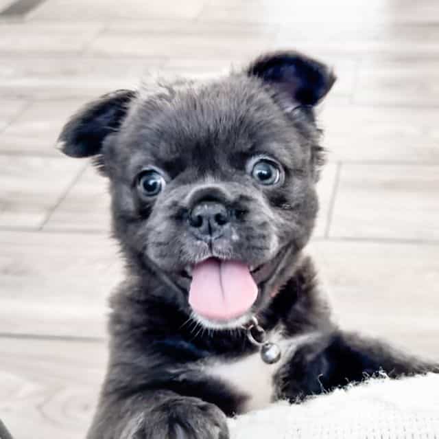 Dancer - French Bulldog Female