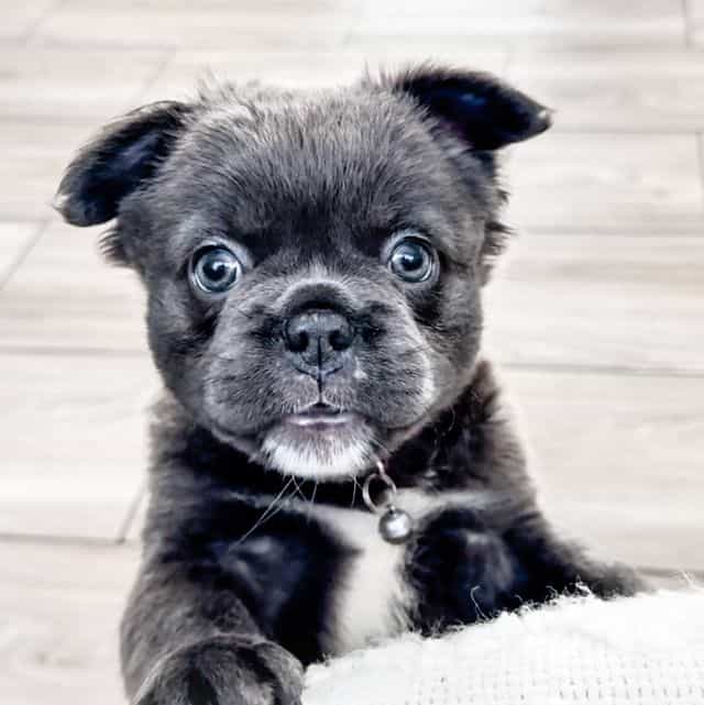 Dancer - French Bulldog Female